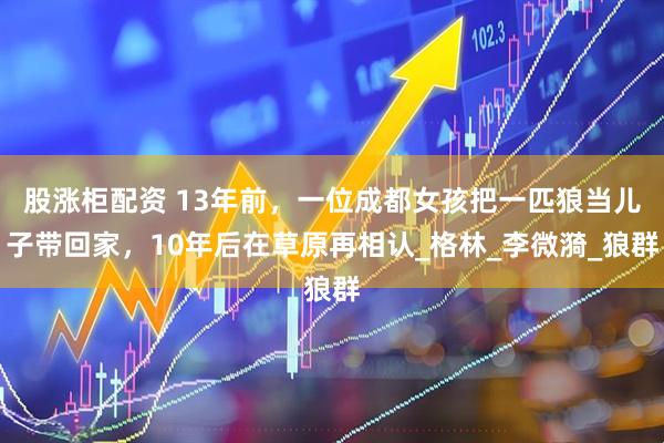 股涨柜配资 13年前，一位成都女孩把一匹狼当儿子带回家，10年后在草原再相认_格林_李微漪_狼群